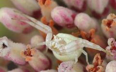 Thomisidae