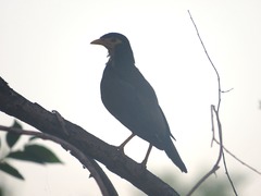 Acridotheres tristis