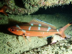 Pterocaesio digramma