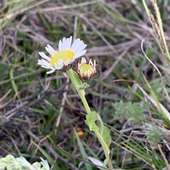 Aster takasagomontanus