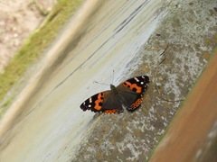 Vanessa indica indica