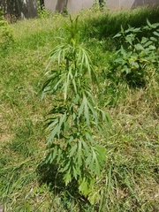 Artemisia vulgaris