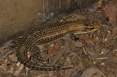 Broadleysaurus major