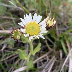 Aster takasagomontanus