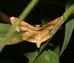 Krananda latimarginaria