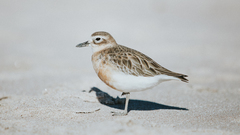 Charadrius obscurus