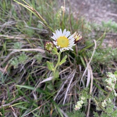 Aster takasagomontanus