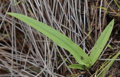 Cynorkis lindleyana