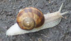 Helix pomatia