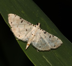 Pycnarmon cribrata