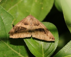 Bastilla arcuata