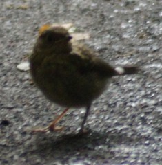 Erithacus rubecula