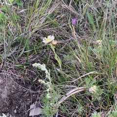 Aster takasagomontanus