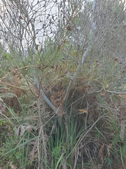 Acacia crassiuscula