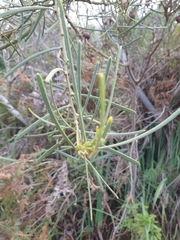 Acacia crassiuscula