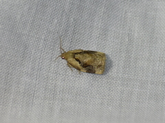 Archips grisea