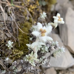 Leontopodium microphyllum