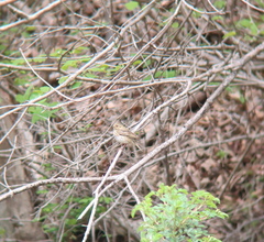 Anthus hodgsoni