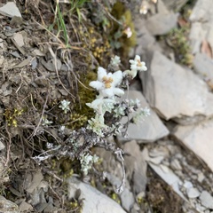 Leontopodium microphyllum