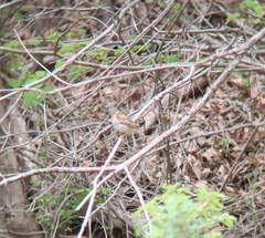 Anthus hodgsoni