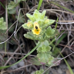 Euphrasia nankotaizanensis