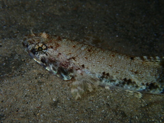Saurida nebulosa