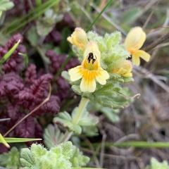 Euphrasia nankotaizanensis