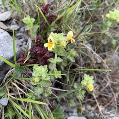 Euphrasia nankotaizanensis