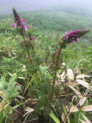 Pedicularis chamissonis iNat (1)