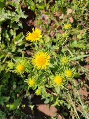 Pentanema britannica