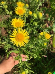 Pentanema britannica