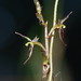 Small Mosquito-Orchid - Photo (c) Reiner Richter, some rights reserved (CC BY-NC-SA), uploaded by Reiner Richter