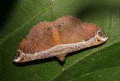 Zurobata vacillans