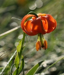 Lilium carniolicum
