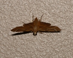 Cataclysta angulata