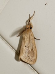 Laelia anamesa