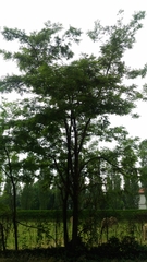 Robinia pseudoacacia