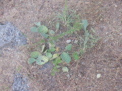 Opuntia cespitosa