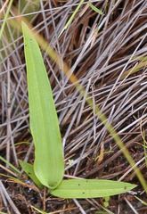 Cynorkis lindleyana