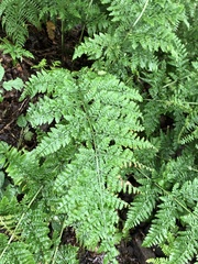 Dryopteris dilatata