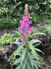 Chamaenerion angustifolium