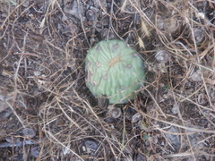 Opuntia cespitosa