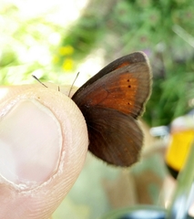 Erebia epiphron