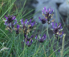 Astragalus vesicarius carniolicus