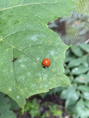 Harmonia axyridis