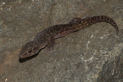Mount Gorongosa Flat Gecko photo 2