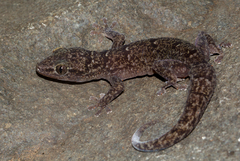 Mount Gorongosa Flat Gecko photo 1