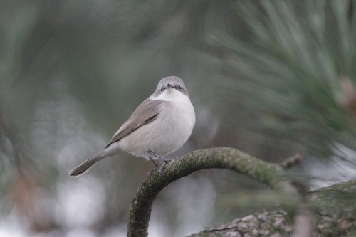 Lesser Whitethroat
