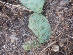 Opuntia cespitosa