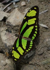 Philaethria dido